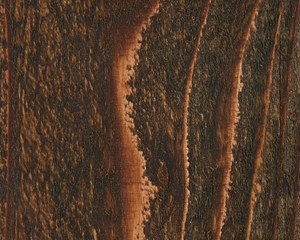 Chestnut-1-1-300x240